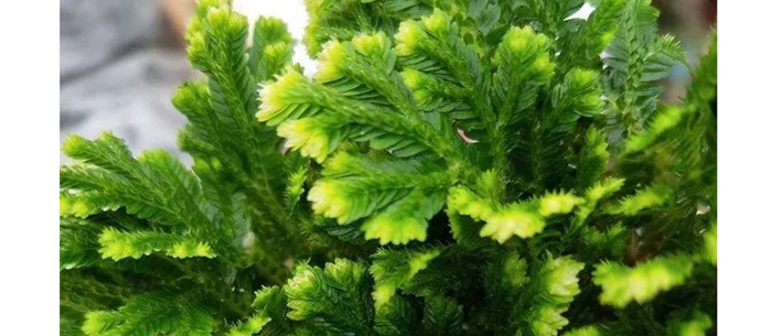 �����᝙(r��n)�ϴ����